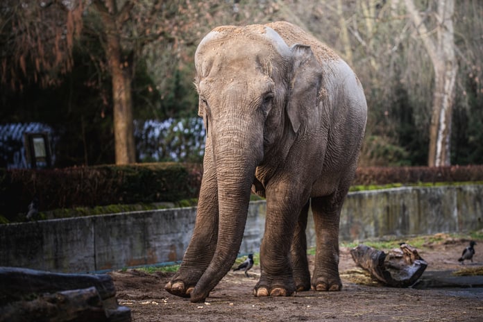 Jedna ze słonic z wrocławskiego zoo