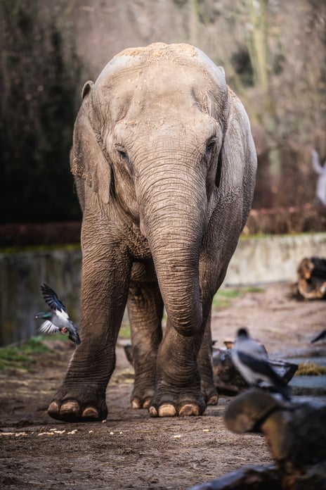 Jedna ze słonic z wrocławskiego zoo