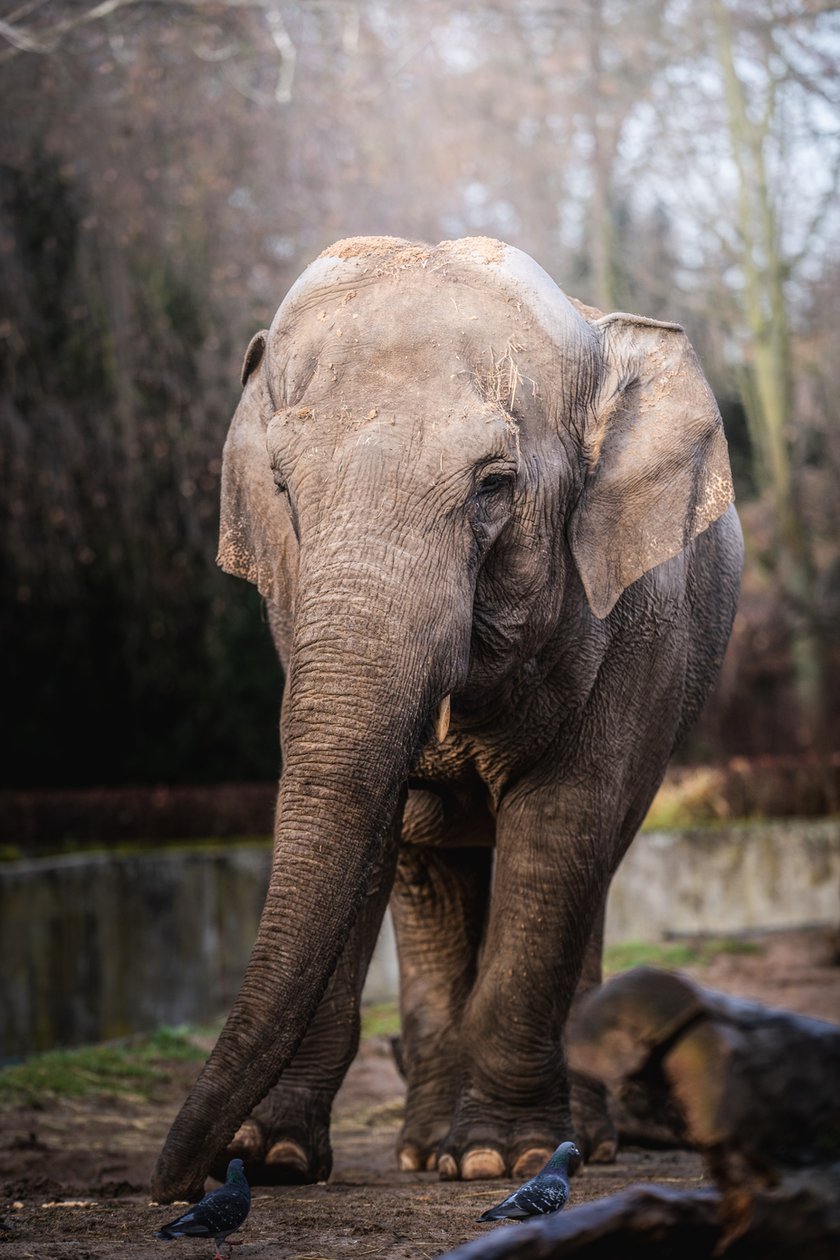 Jedna ze słonic z wrocławskiego zoo