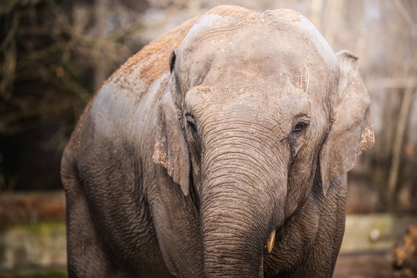 Jedna ze słonic z wrocławskiego zoo