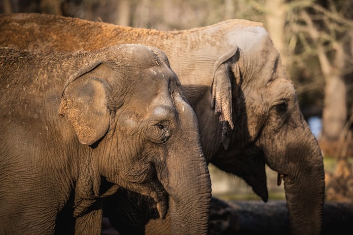 Borma i Toto, słonice z wrocławskiego zoo