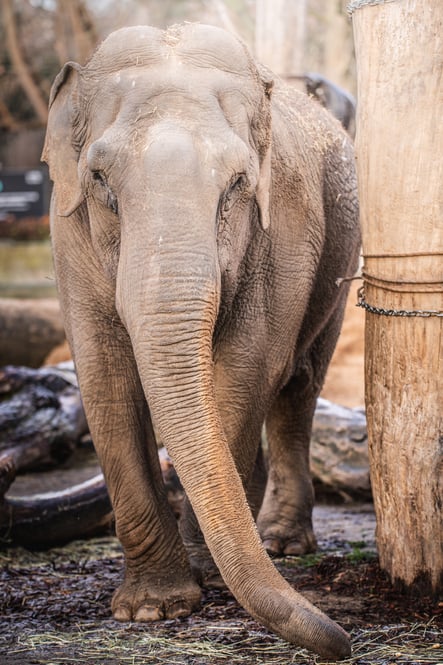 Jedna ze słonic z wrocławskiego zoo