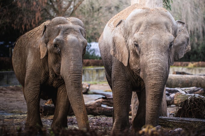 Toto (to ta mniejsza) i Birma - słonice indyjskie z wrocławskiego zoo
