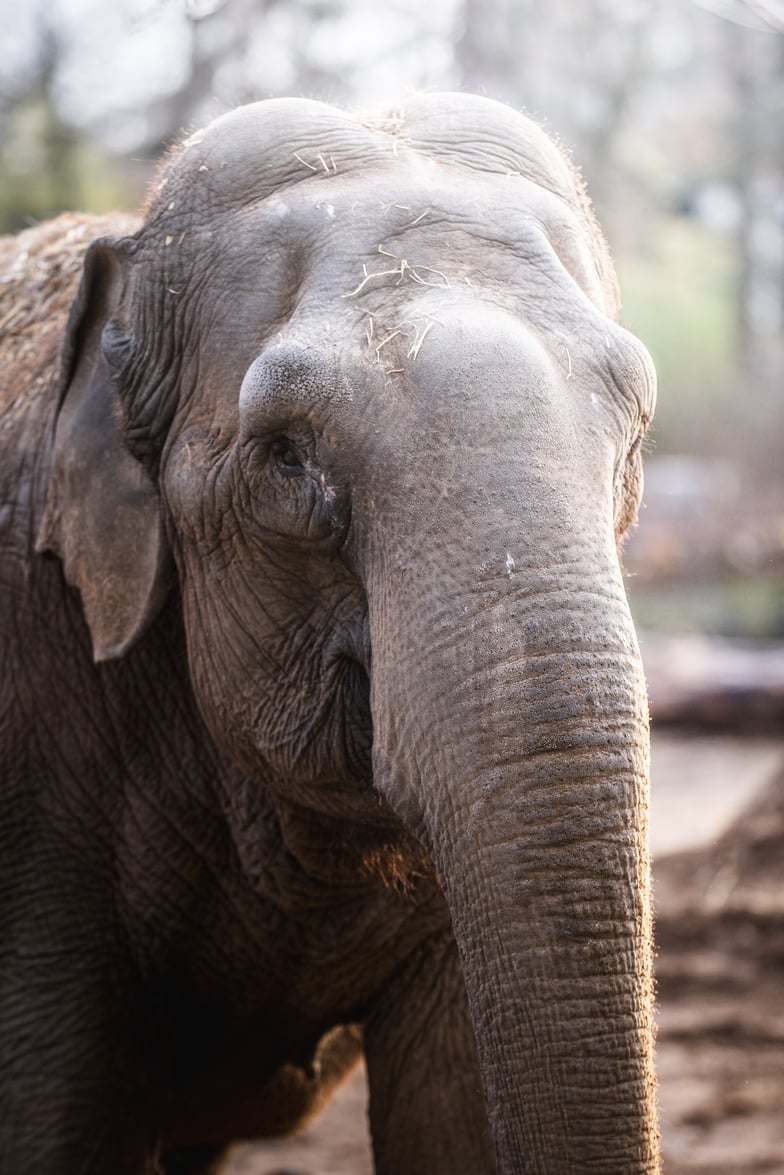 Jedna ze słonic z wrocławskiego zoo