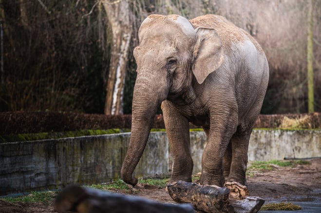 Jedna ze słonic z wrocławskiego zoo