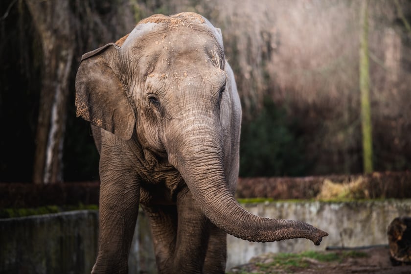 Jedna ze słonic z wrocławskiego zoo