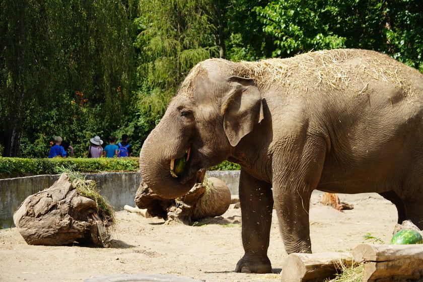 Jedna ze słonic z wrocławskiego zoo