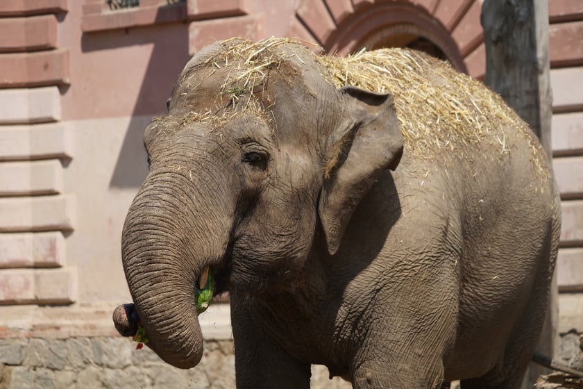 Jedna ze słonic z wrocławskiego zoo