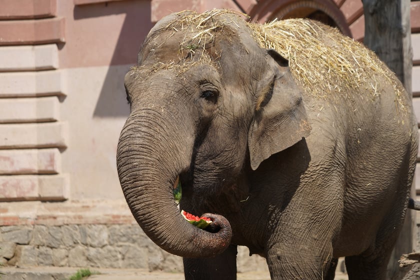 Jedna ze słonic z wrocławskiego zoo
