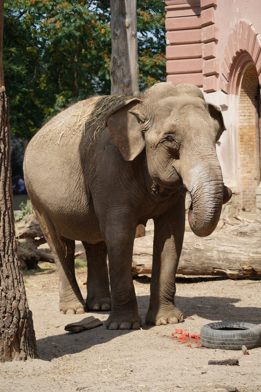 Jedna ze słonic z wrocławskiego zoo