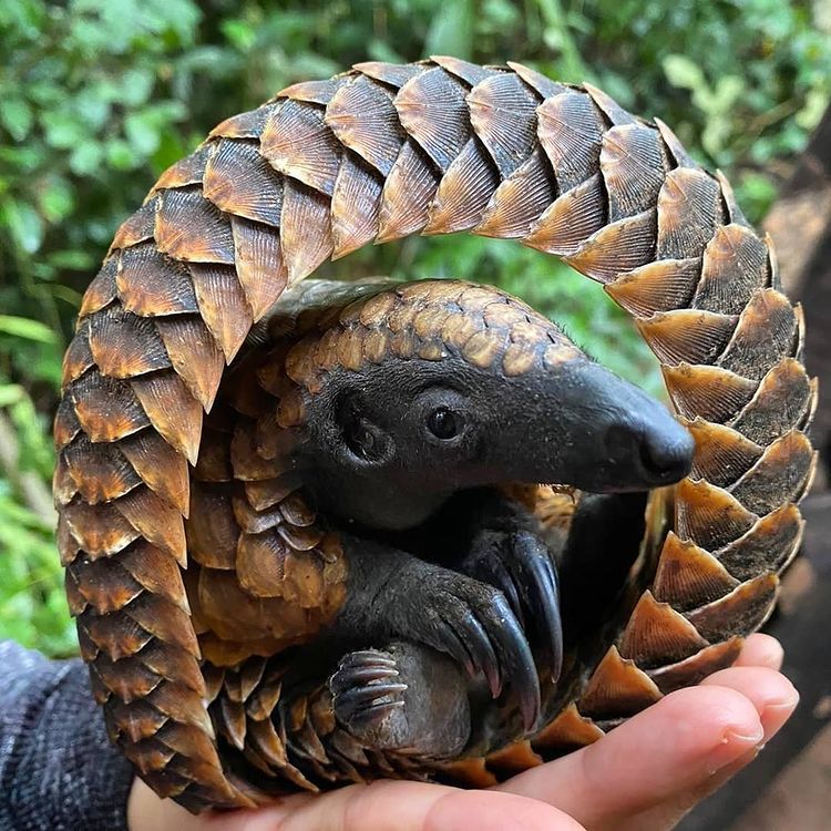 Pangolin