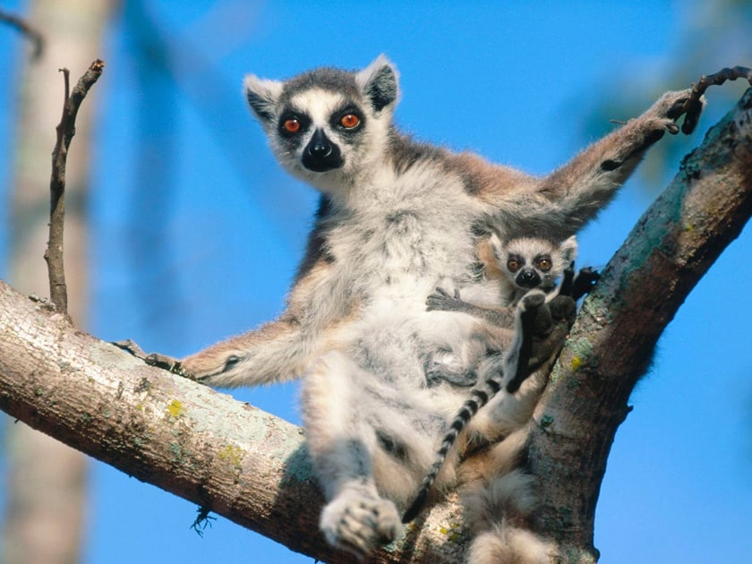 Lemur katta