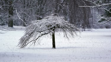 Park Szczytnicki zimą
