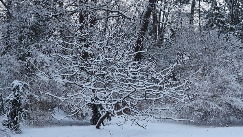 Park Szczytnicki zimą