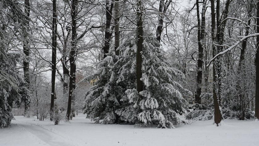 Park Szczytnicki zimą