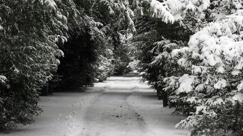 Park Szczytnicki zimą