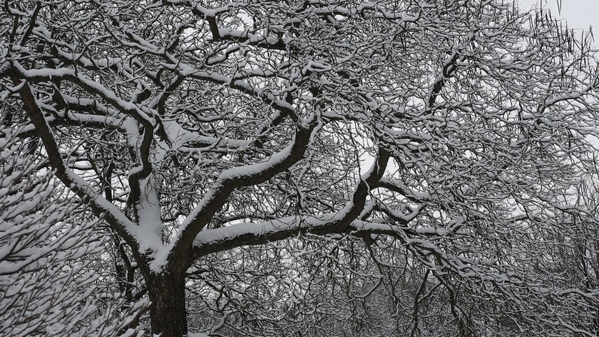 Park Szczytnicki zimą