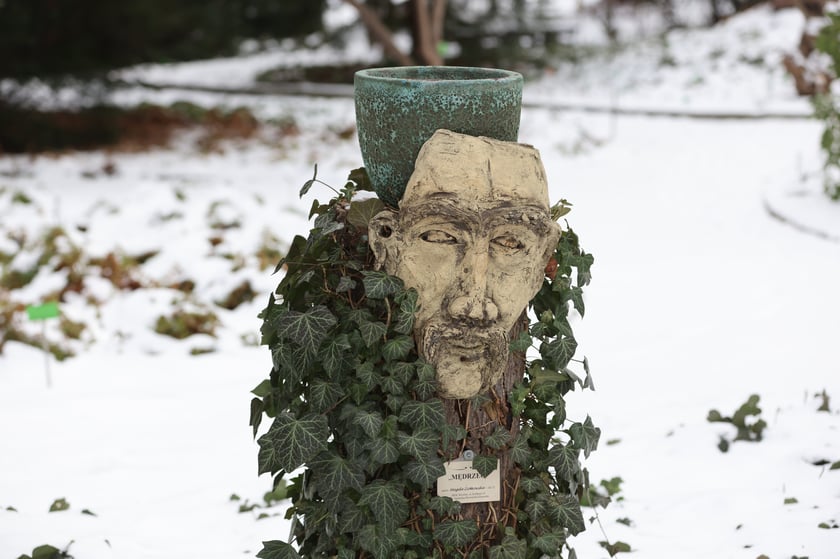 Zimowe spacery po wrocławskim Ogrodzie Botanicznym