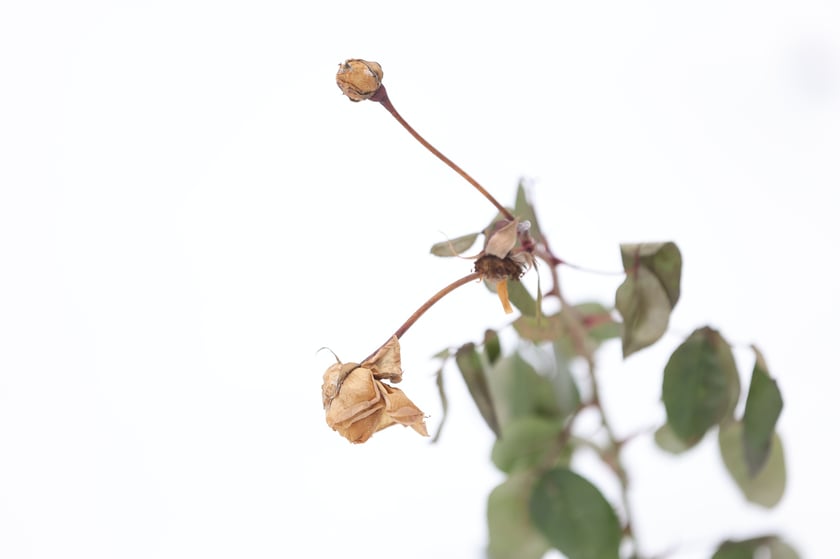 Zimowe spacery po wrocławskim Ogrodzie Botanicznym