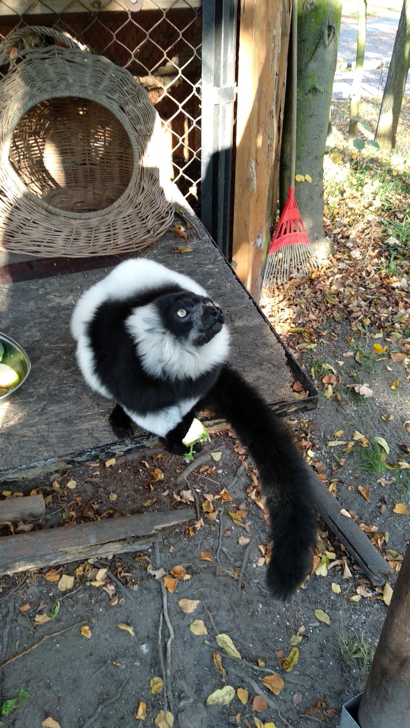 Babcia Tammy - lemur wari