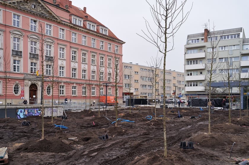 Sadzenie pierwszych drzew na placu Nowy Targ