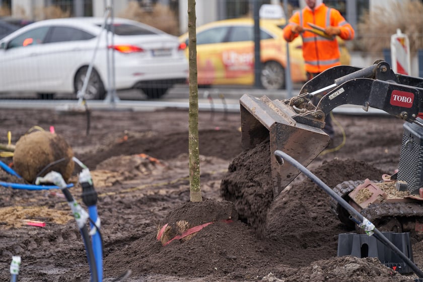 Sadzenie pierwszych drzew na placu Nowy Targ