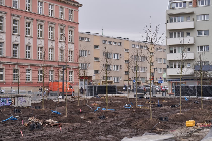 Sadzenie pierwszych drzew na placu Nowy Targ