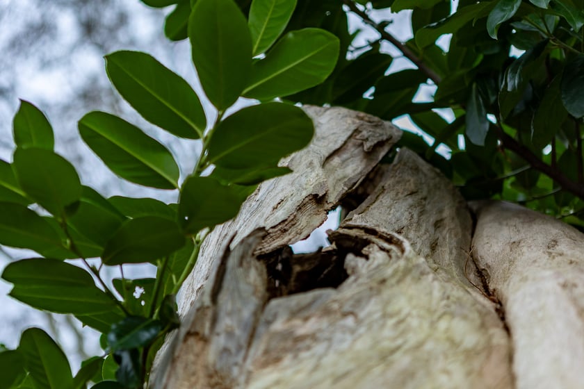 Ogród Botaniczny zimą