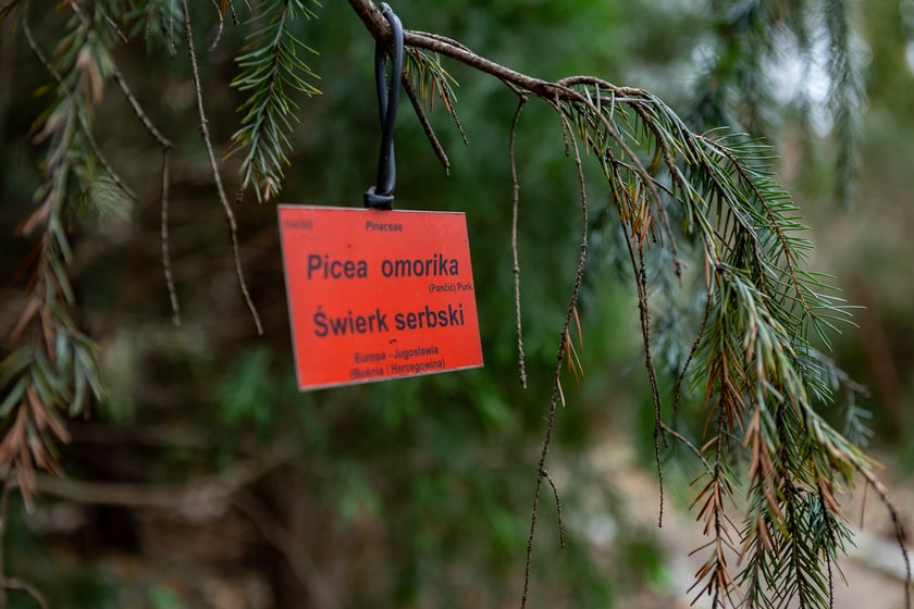 Ogród Botaniczny zimą