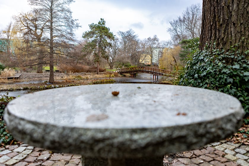 Ogród Botaniczny zimą