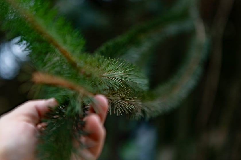 Ogród Botaniczny zimą