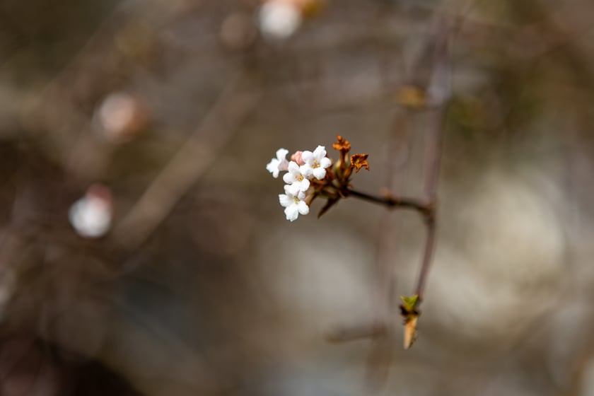 Ogród Botaniczny zimą