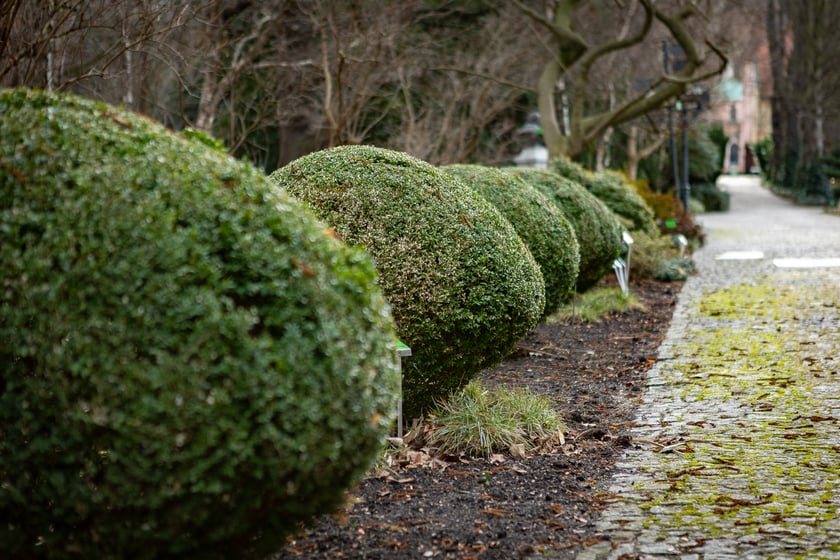 Ogród Botaniczny zimą