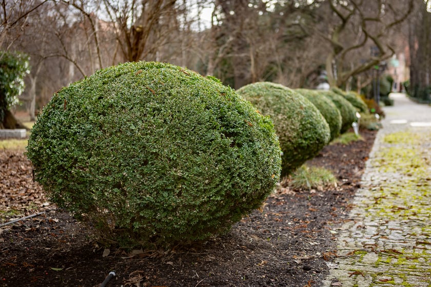 Ogród Botaniczny zimą