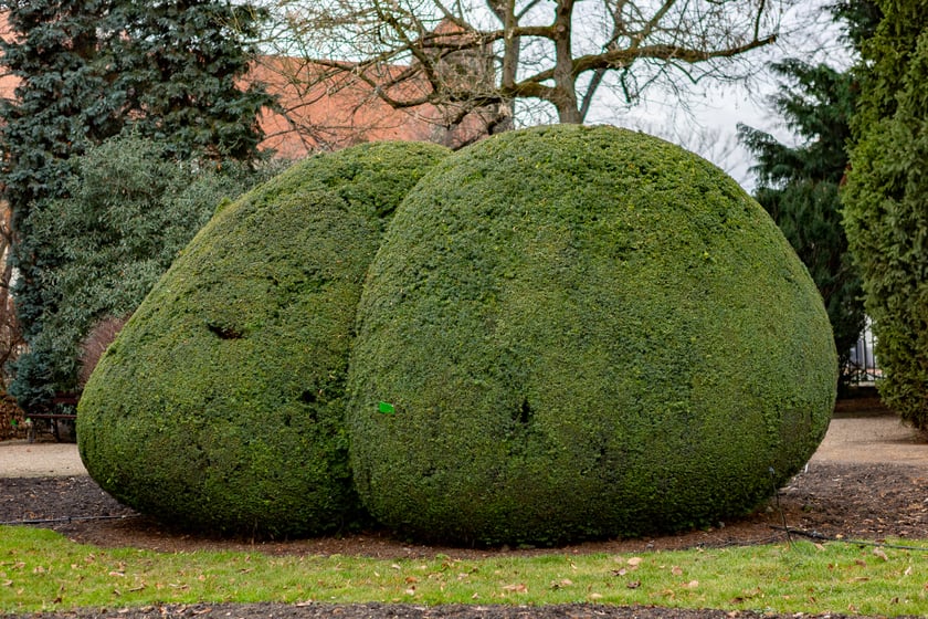 Ogród Botaniczny zimą