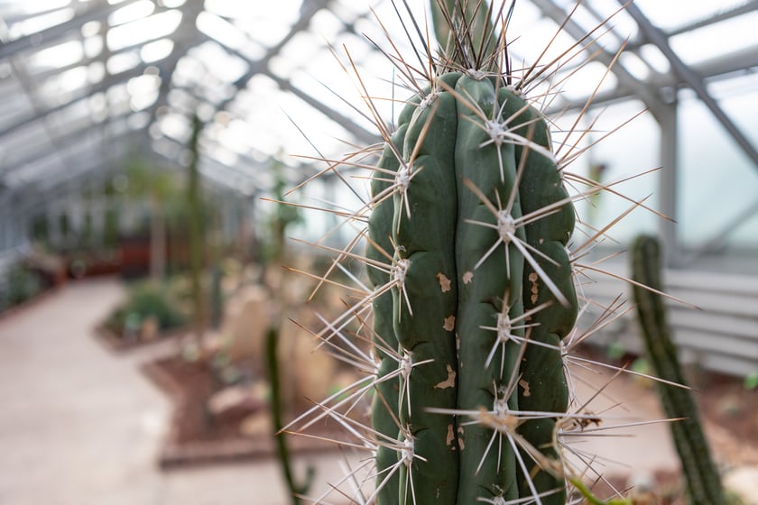 Ogród Botaniczny zimą