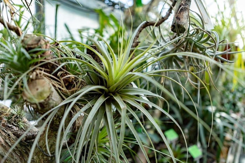 Ogród Botaniczny zimą