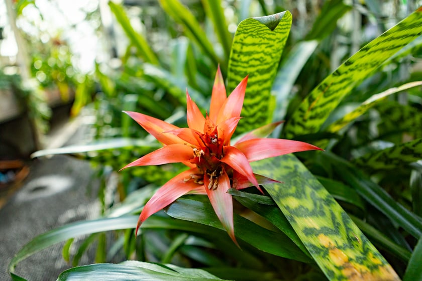 Ogród Botaniczny zimą