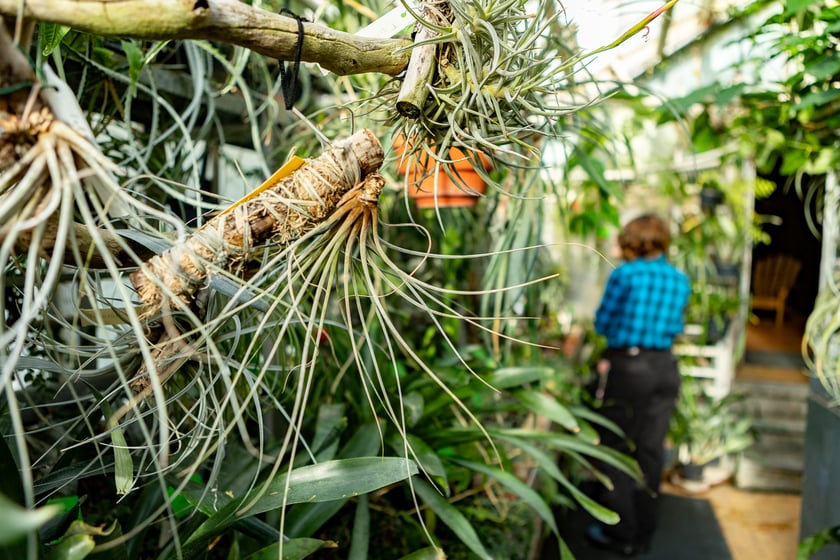 Ogród Botaniczny zimą