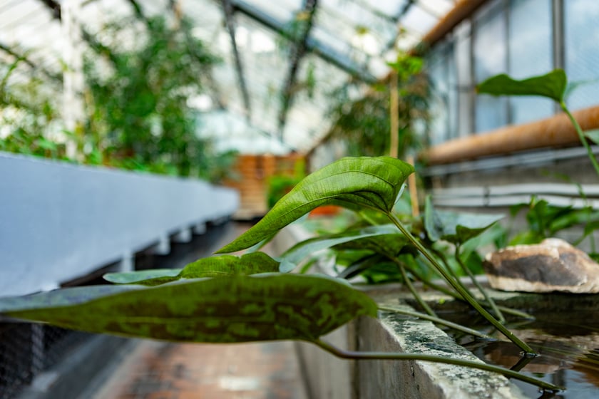 Ogród Botaniczny zimą