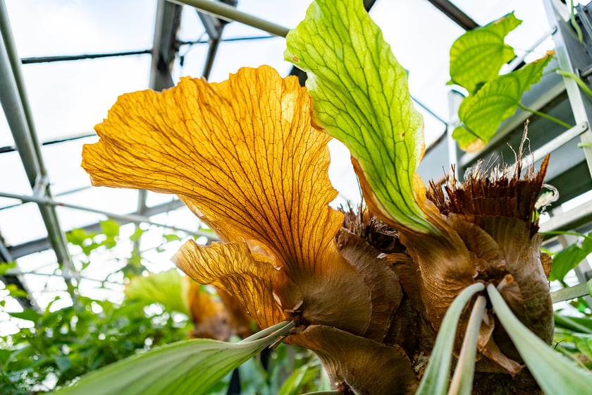 Ogród Botaniczny zimą