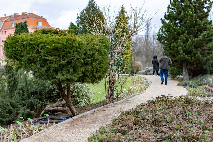 Ogród Botaniczny zimą