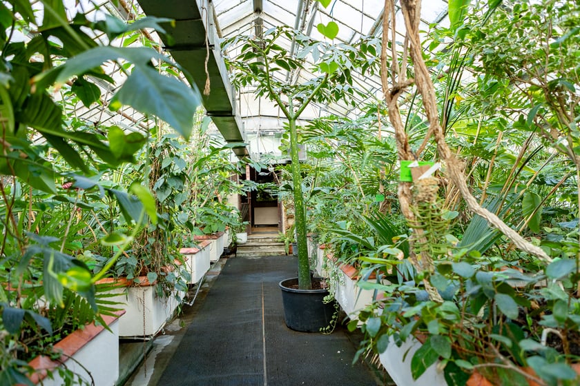 Ogród Botaniczny zimą