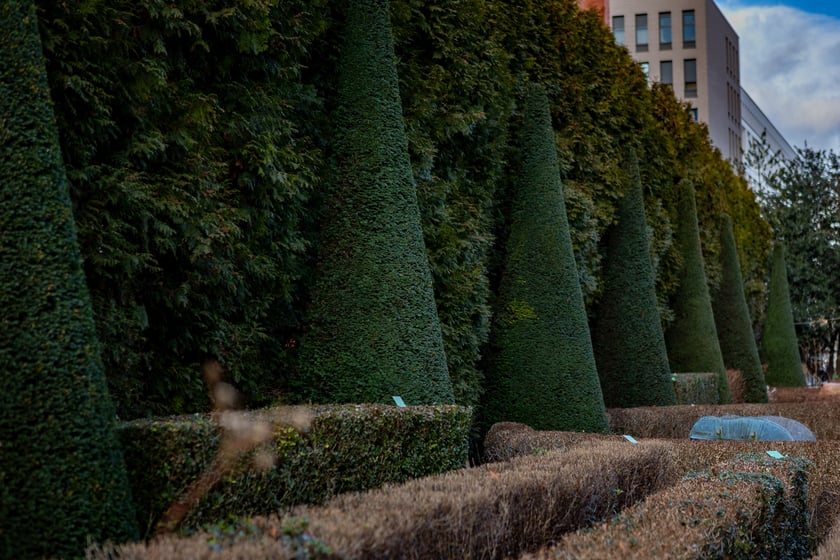 Ogród Botaniczny zimą