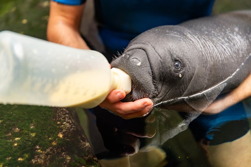 Najmłodszy manat w naszym zoo
