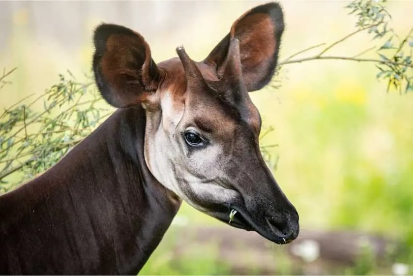 Okapi