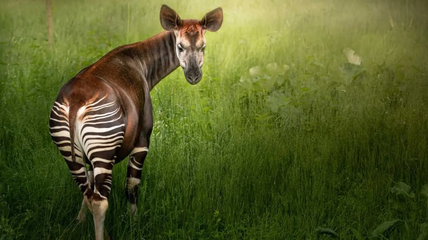 Okapi