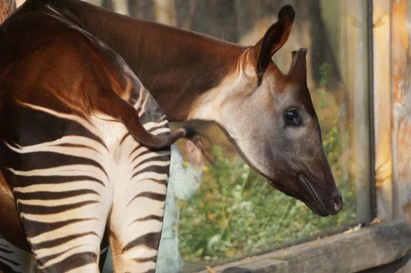 Okapi
