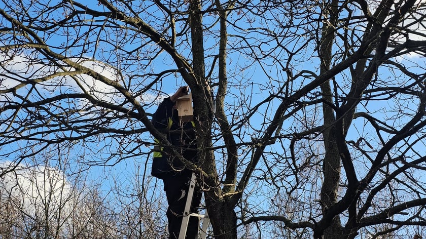 Budki lęgowe dla ptaków montowane we wrocławskich parkach