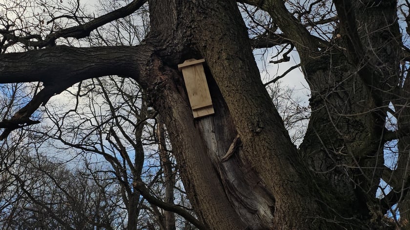 Budki lęgowe dla ptaków montowane we wrocławskich parkach